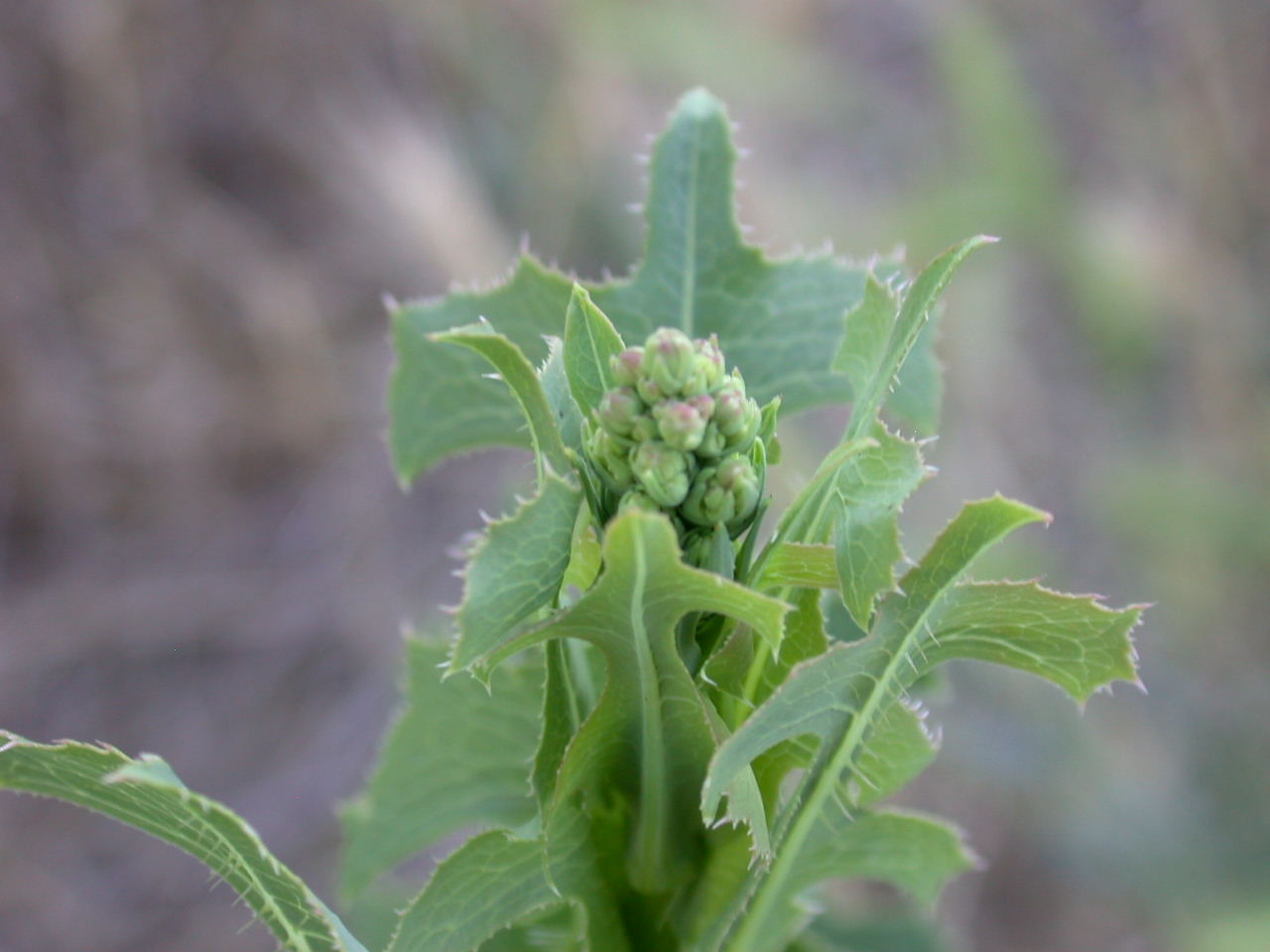 Lactuca sativa subsp. serriola / Lattuga selvatica